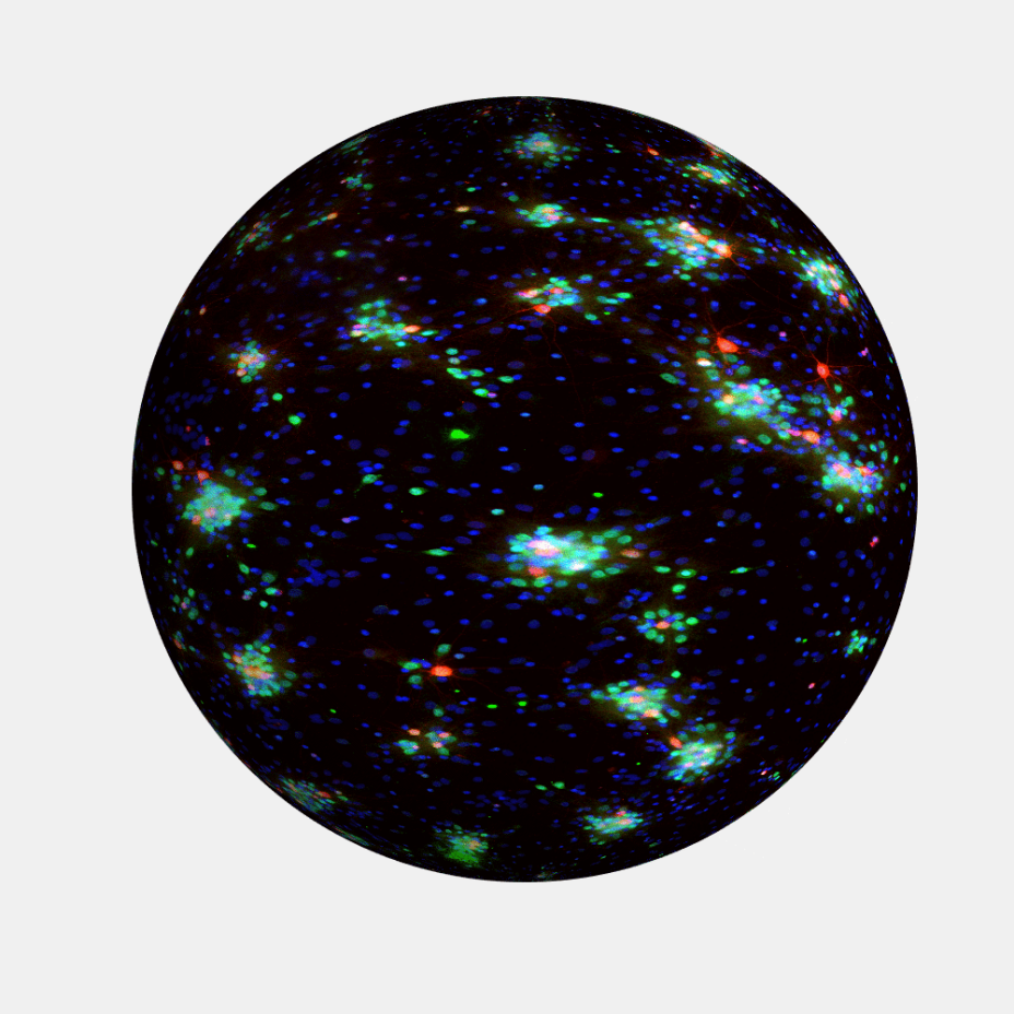 Logo-INSelN-animated